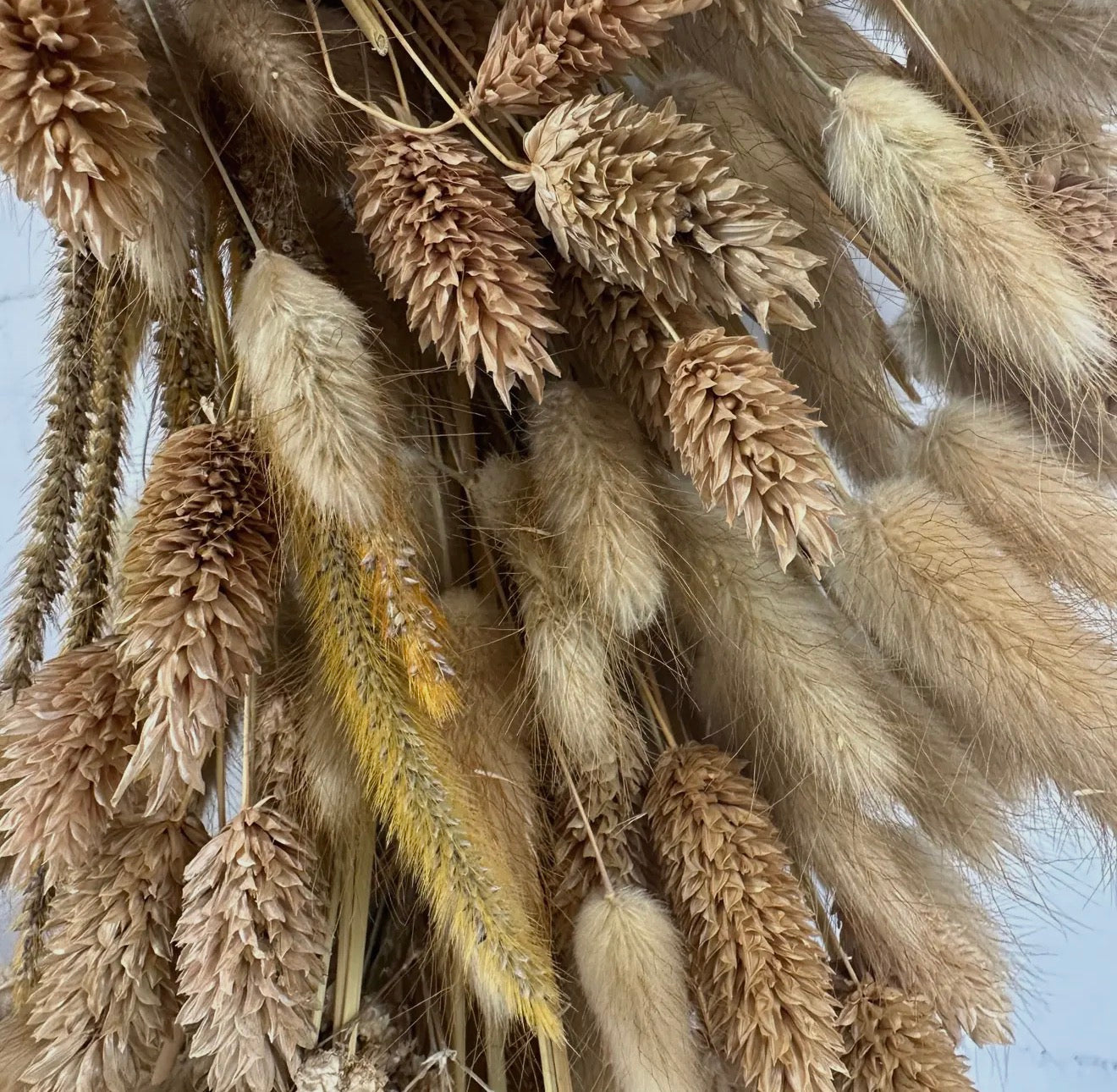 Golden Preserved Dried wheat grass harvest wreath 21”